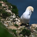 Gannet, RSPB Bempton Cliffs, Bridlington, England, UK